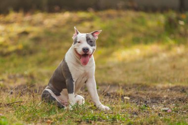 Yavru köpek pitbull teriyeri parkta oturur.