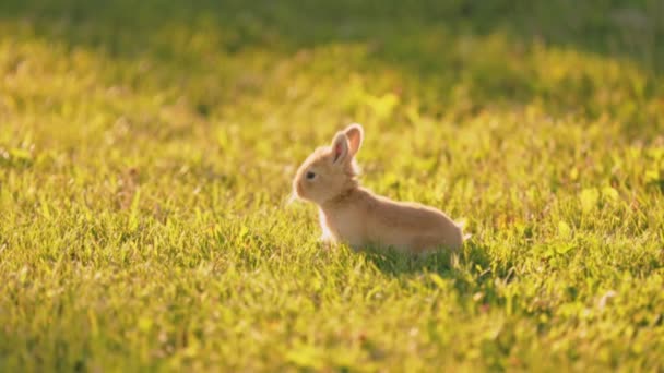 Kleines Kaninchen Spaziert Auf Dem Grünen Rasen — Stockvideo