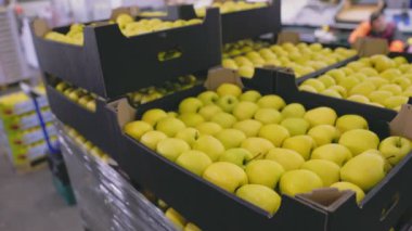 Kutularda bir sürü sarı elma, yakın plan.