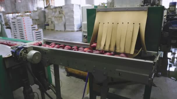 Automatische Zuführung Von Äpfeln Auf Sortier Und Verpackungslinien — Stockvideo