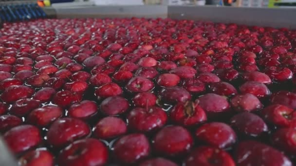 Industrielles Waschen Von Äpfeln Zur Weiteren Selektion Und Zum Verkauf — Stockvideo
