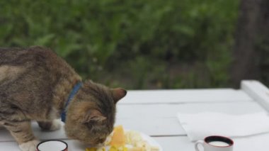 Kedi, doğada ayakta duran bir masada oturmuş peynir yiyor.