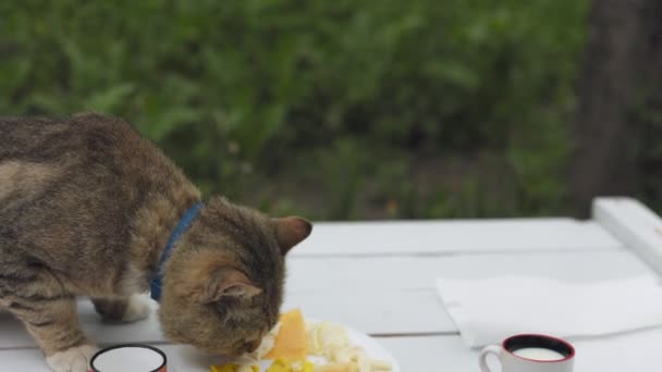 Cat Eats Cheese Sitting Table Stands Nature — Stock Video