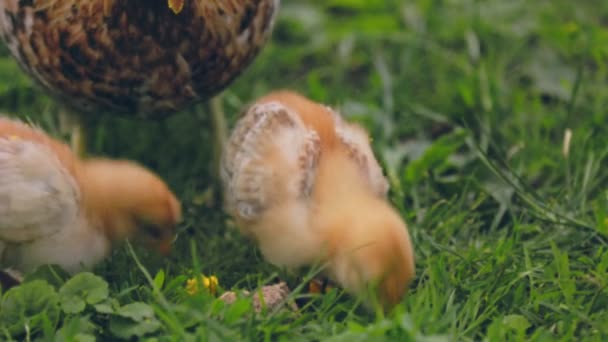 母鸡和小鸡在绿草上散步 — 图库视频影像