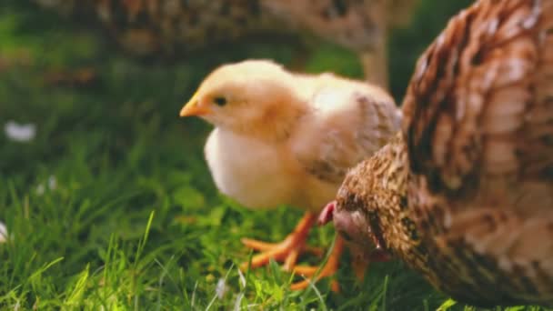 Mother Hen Her Chicks Walks Green Grass — Stock Video
