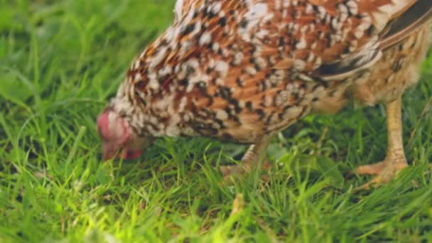 Kyckling Söker Mat Gräset Närbild — Stockvideo