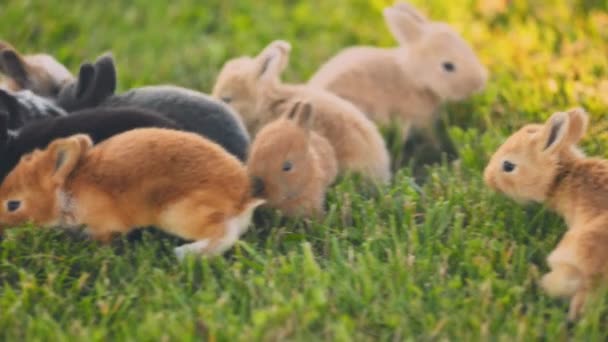 Маленькі Кролики Ходять Зеленому Газоні Крупним Планом — стокове відео