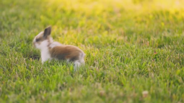 Little Rabbit Walks Green Lawn — Stock Video