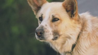 Bir köpeğin yakın plan portresi.