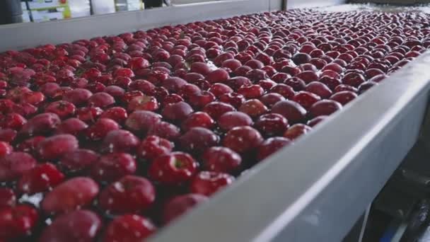 Βιομηχανική Πλύση Μήλων Για Περαιτέρω Επιλογή Και Πώληση — Αρχείο Βίντεο