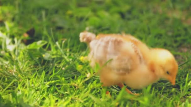 鶏は緑の草の上を歩き — ストック動画