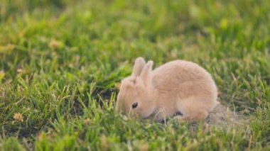 Küçük tavşan yeşil çimlerde yürüyor