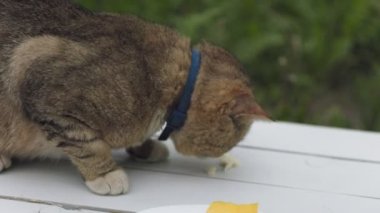 Kedi, doğada ayakta duran bir masada oturmuş peynir yiyor.