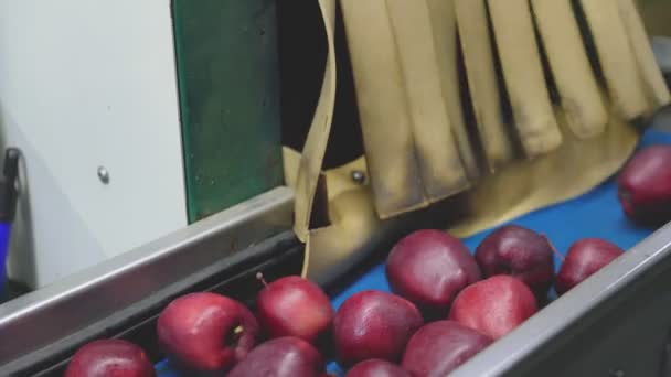 Rote Äpfel Auf Einer Linie Durch Probenahme Von Äpfeln Nahaufnahme — Stockvideo