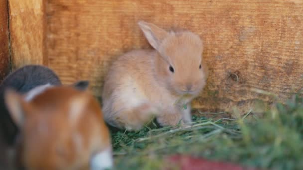 ケージの近くに座っている小さなウサギ — ストック動画