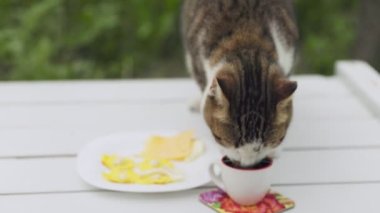 Kedi masanın üzerindeki kupadan süt içer.