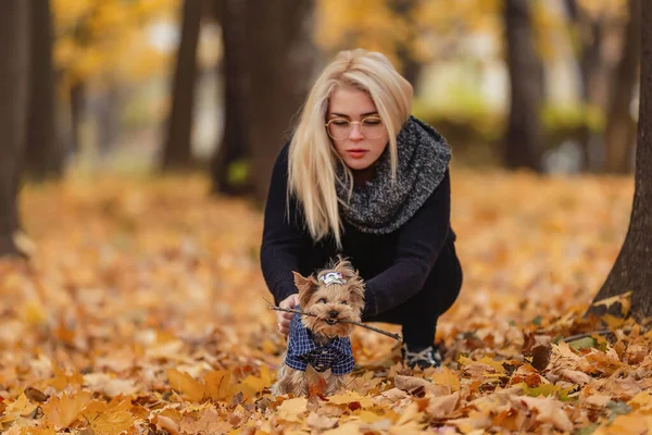 Yorkshire Terrier His Mistress Autumn Park — Stockfoto