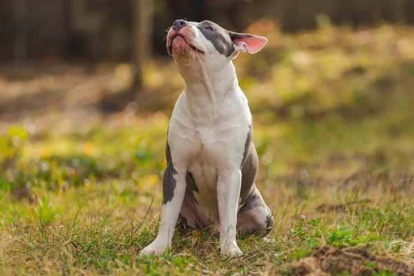 Bull Terrier Puppy Sits Open Mouth Playground — Stock Photo, Image