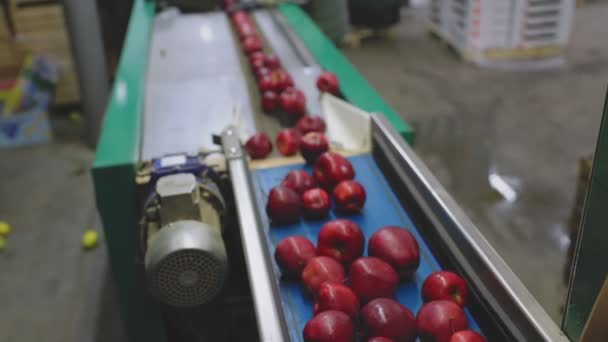 Red Apples Line Selection — Stock video