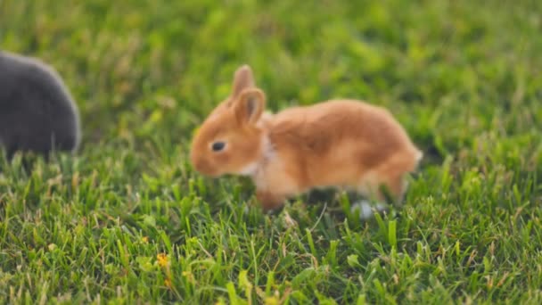 Mały Królik Spaceruje Zielonym Trawniku — Wideo stockowe