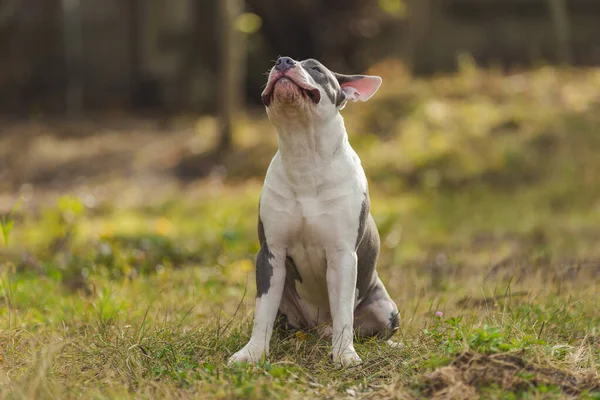 Bull Terrier Puppy Sits Open Mouth Playground — ストック写真