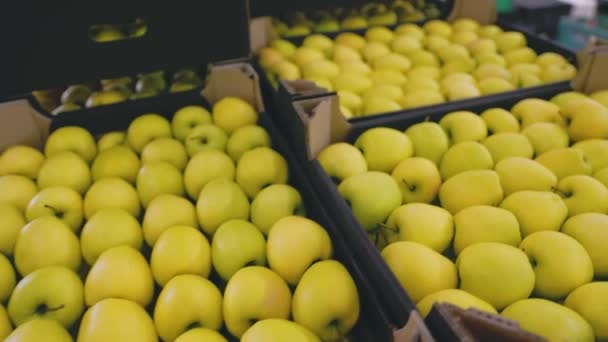 许多黄色的苹果在箱子里 — 图库视频影像
