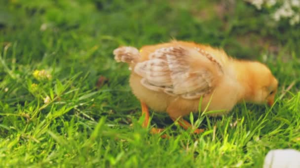 Kurczak Spacery Zielonej Trawie — Wideo stockowe
