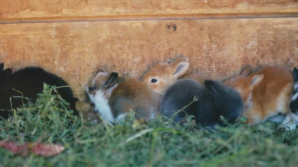 Small Rabbits Sitting Cage Close — Stock Video