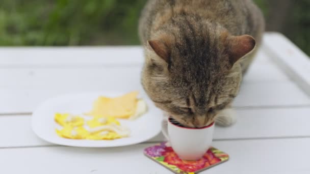 Kat Drinkt Melk Uit Een Mok Tafel — Stockvideo