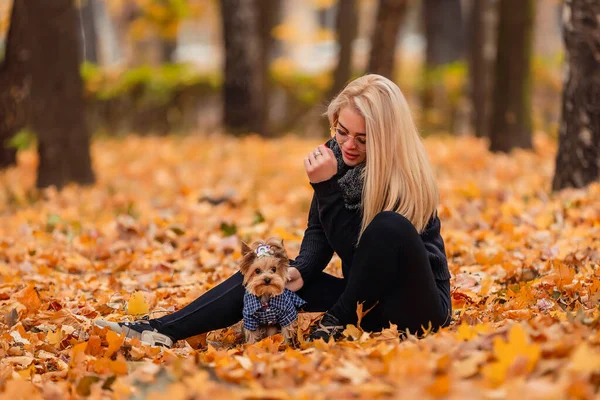 约克郡的小狗和它的情妇在秋天的公园里 — 图库照片