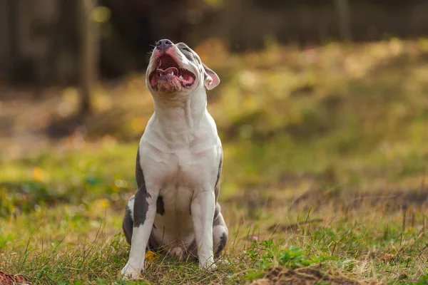 Bull Terrier puppy sits with open mouth on the playground