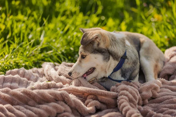 Husky Dog Lies Blanket — ストック写真