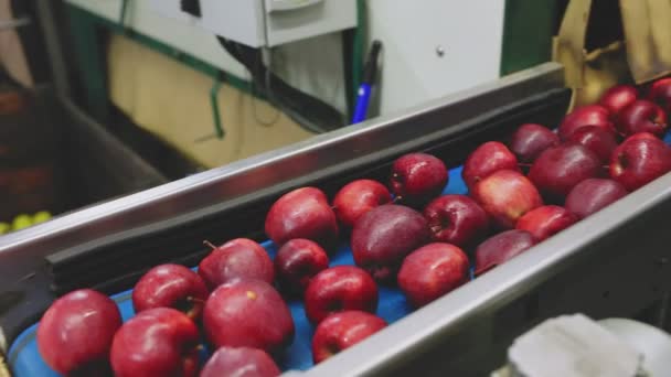 Κόκκινα Μήλα Στη Γραμμή Επιλογής Τους — Αρχείο Βίντεο