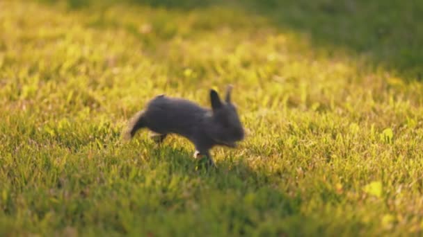 Kleines Kaninchen Spaziert Auf Dem Grünen Rasen — Stockvideo