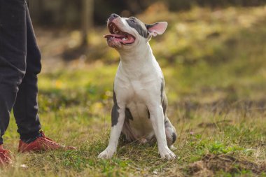 Bull Terrier köpeği çocuk parkında ağzı açık oturuyor.