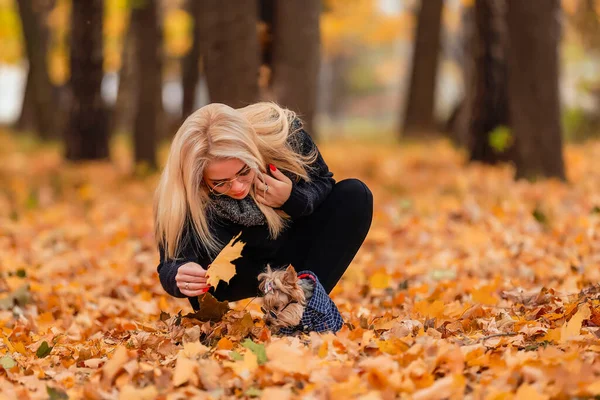 约克郡的小狗和它的情妇在秋天的公园里 — 图库照片