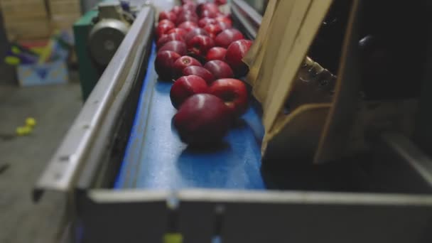 Rote Äpfel Auf Der Linie Für Ihre Auswahl — Stockvideo
