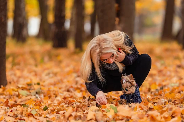 Yorkshire Terrier Com Sua Amante Parque Outono — Fotografia de Stock