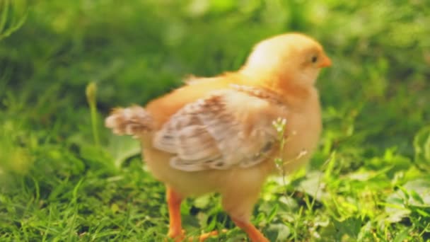 Little Chicken Walks Green Grass — Stock Video