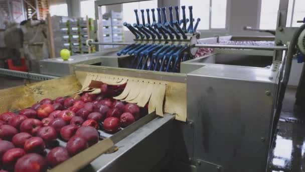 Manzanas Rojas Línea Para Selección — Vídeos de Stock