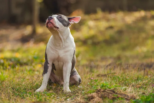 Bull Terrier Puppy Sits Open Mouth Playground — Foto de Stock