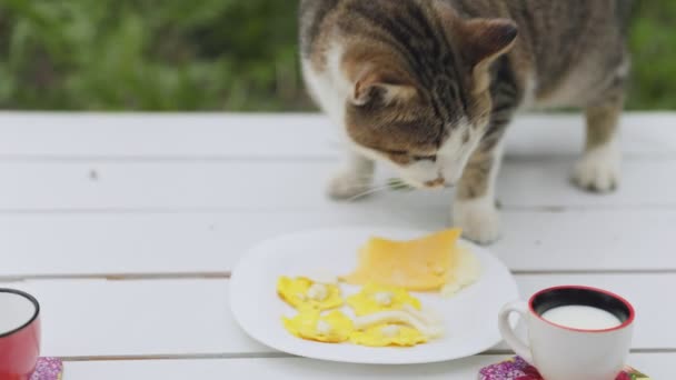 Cat Eats Cheese Table Close — 图库视频影像