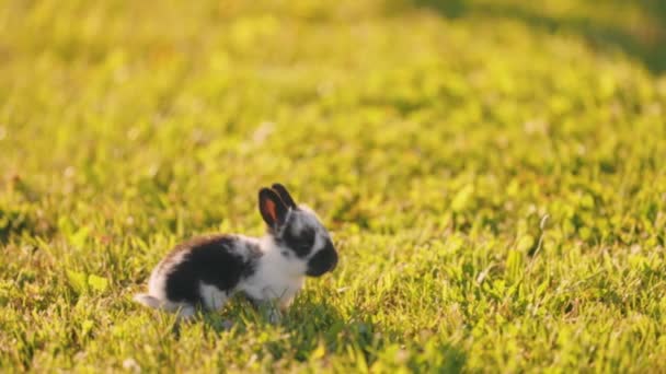 Kleines Kaninchen Spaziert Auf Dem Grünen Rasen — Stockvideo