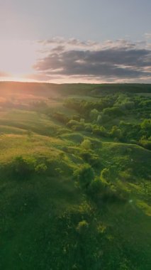 lawn with trees at sunset, shot vertically