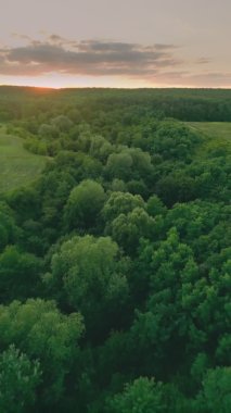 lawn with trees at sunset, shot vertically