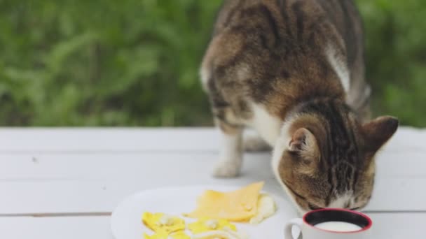 Cat Eats Cheese Table Close — стоковое видео