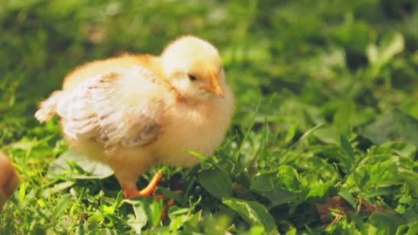 Little Chicken Walks Green Grass — Vídeo de Stock