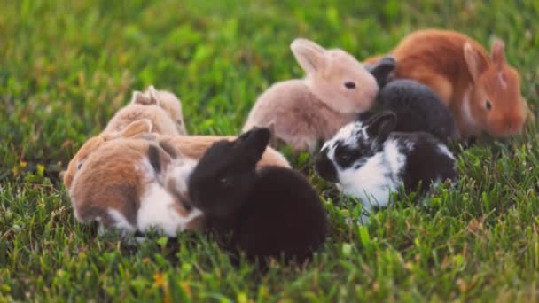 Many Little Rabbits Green Lawn — Stockvideo