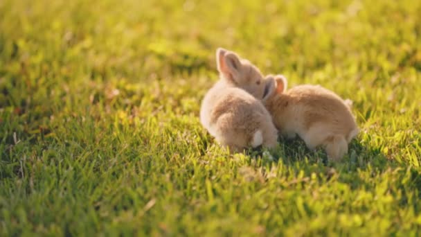 Small Rabbits Walk Green Lawn Close — Stock Video