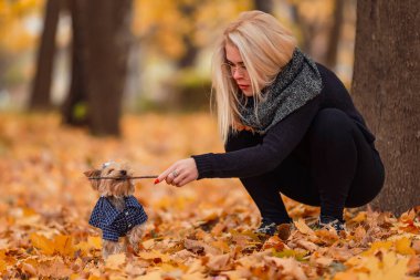 Yorkshire Teriyeri ve metresi sonbahar parkında.